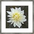 White Cactus Dahlia Framed Print