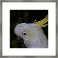 White Cockatoo At Sarasota Jungle Gardens Framed Print