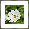 White Cosmos Bipinnatus Framed Print