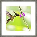 White-crested Coquette Lophornis Adorabilis Sipping Nectar Framed Print