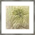 White Dahlia In Softness Framed Print