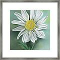 White Daisy Flower With Yellow Eye Framed Print