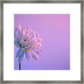 White Daisy On Lavender Background Framed Print