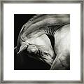 White Horse Sensual Portrait On Black Background Framed Print