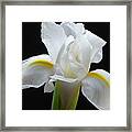 White Iris Flower Framed Print