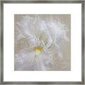 White Iris Iv Framed Print