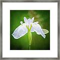 White Iris With Cabbage Butterfly Framed Print