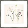 White Lilies Margaret Neil Framed Print