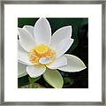 White Lotus Framed Print