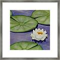 White Lotus And Lily Pad Pond Framed Print