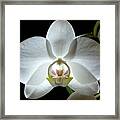White Moth Orchid Framed Print