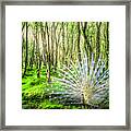 White Peacock In The Beauty Of The Forest Framed Print