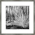 White Peacock In The Beauty Of The Forest In Black And White Framed Print