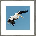 White Pelican Coming In For A Landing 2020-2 Framed Print