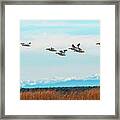 White Pelicans In Flight Framed Print
