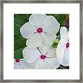 White Periwinkles Framed Print