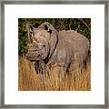 White Rhino Framed Print