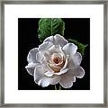 White Rose Framed Print