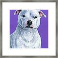 White Staffordshire Bull Terrier Dog Framed Print