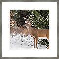 White-tailed Deer - 8904 Framed Print