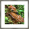 White Tailed Deer Fawn Framed Print