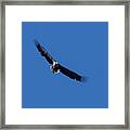 White Tailed Sea Eage Flies With Widespread Wings Framed Print