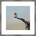 White-throated Kingfisher #4 Framed Print