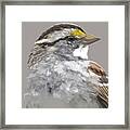 White Throated Sparrow Framed Print