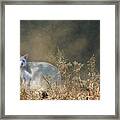 White Wallaby Framed Print