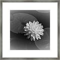White Water Lily 2 Framed Print