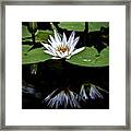 White Waterlily Reflections Framed Print