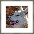 White Wolf Framed Print