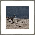 Whitetail Buck Running In A Field Framed Print