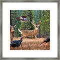 Whitetail Deer Art  - Incoming Framed Print