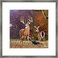Whitetail Deer Art Print - American Heartthrob Framed Print