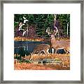 Whitetail Deer Art Print - Deer Lake Framed Print