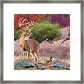 Whitetail Deer Art Print - His Name Is Prince Framed Print
