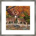 Whitetail Deer Art Print - King Of The Forest Framed Print