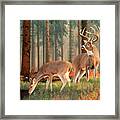 Whitetail Deer Art Print - Quality Time Framed Print