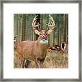 Whitetail Deer Art Print - The Legend Framed Print