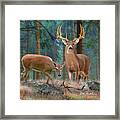 Whitetail Deer Art Squares - Forest Deer Framed Print