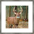 Whitetail Deer Art Squares - The Legend Framed Print