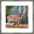 Whitetail Deer Art Squares - Twelve Point Whitetail Deer Buck Framed Print