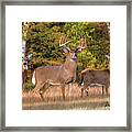 Whitetail Deer Art - The Record Breaker Framed Print