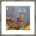 Whitetail Deer Art - Time Of Endeerment Framed Print