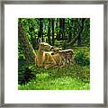 Whitetail Deer - First Spring Framed Print