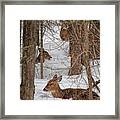 Whitetail Deer Relaxing In The Snow Framed Print