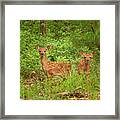 Whitetail Fawn Twins Framed Print