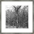 Who Lives In The Hollow Tree Framed Print