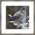 Whole And Close. Spotted Nutcracker Framed Print